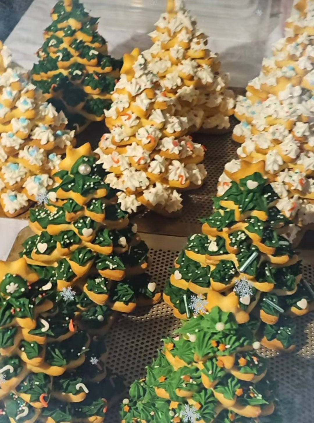 Sapin géant à partager