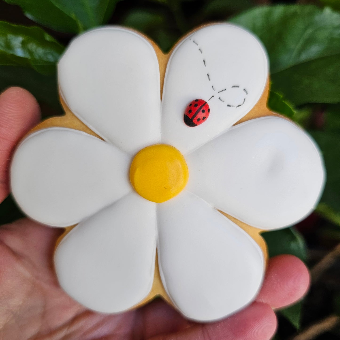Marguerite coccinelle
